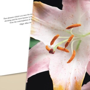 Tarjeta de felicitación Lily [fuera de EE. UU.] Paquete de 10 tarjetas / Sobres premium / Envíos a todo el mundo [consulte la lista separada para EE. UU./Canadá]
