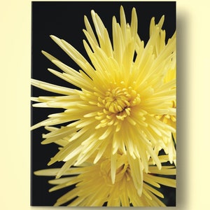Chrysanthemum Grußkarten [USA/Kanada] Packung mit 10 Karten | Premium Umschläge | Nur Schiffe nach USA / Kanada [siehe separate Auflistung für weltweit]