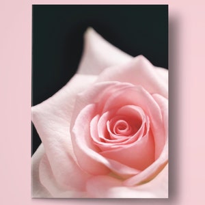 Tarjeta de felicitación con rosas [EE. UU./Canadá] Paquete de 10 tarjetas / Sobres premium / Solo se envía a EE. UU./Canadá [consulte la lista separada para todo el mundo]
