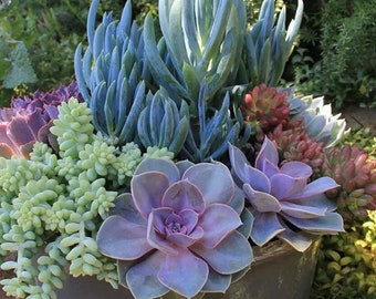 Gorgeous succulent arrangement 6 or 8 inches