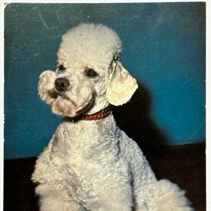 Pretty White Dog, Vintage Puppy, 1970s Postcard, "Ticaret Kartpostalları" Turkey