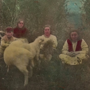 Photo souvenir coloriée à la main de trois femmes, d'un enfant et d'agneaux dans un village ou une ferme. Pendant ce temps, l'agneau est nourri à l'herbe