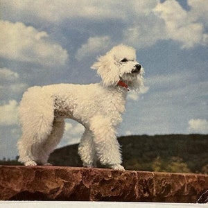 Cute White Dog Postcard 1970s, Under White Clouds, In The Nature