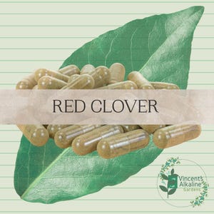 Rode klaver - 100 capsules - op Dr Sebi geïnspireerd - Alkaline/holistisch