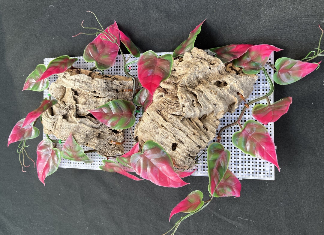 Hermit Crab Cork Bark Climbing Wall Etsy