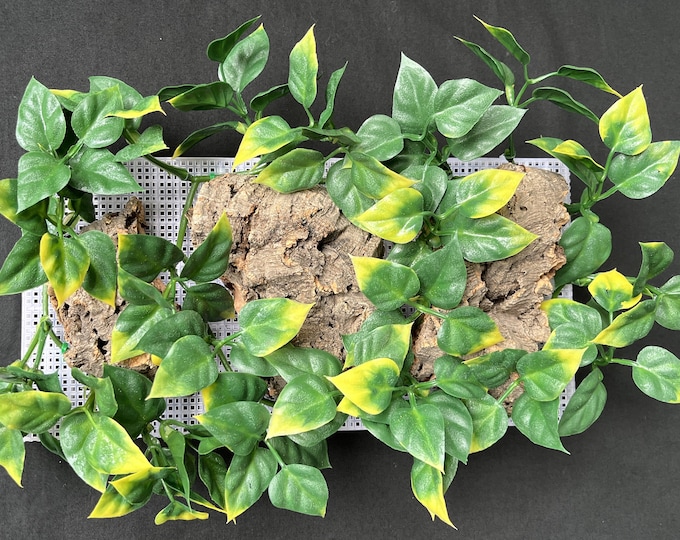 Hermit Crab Cork Bark Climbing Wall Etsy