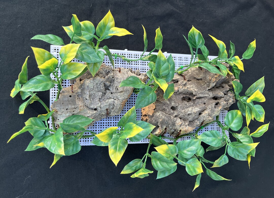 Hermit Crab Cork Bark Climbing Wall Etsy