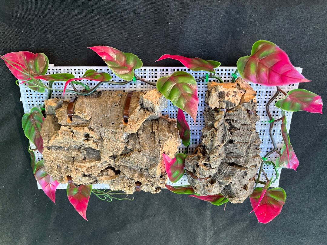 Hermit Crab Cork Bark Climbing Wall Etsy