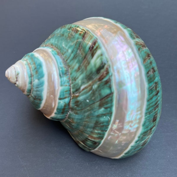 Pearl Banded Jumbo Jade Turbo Shell