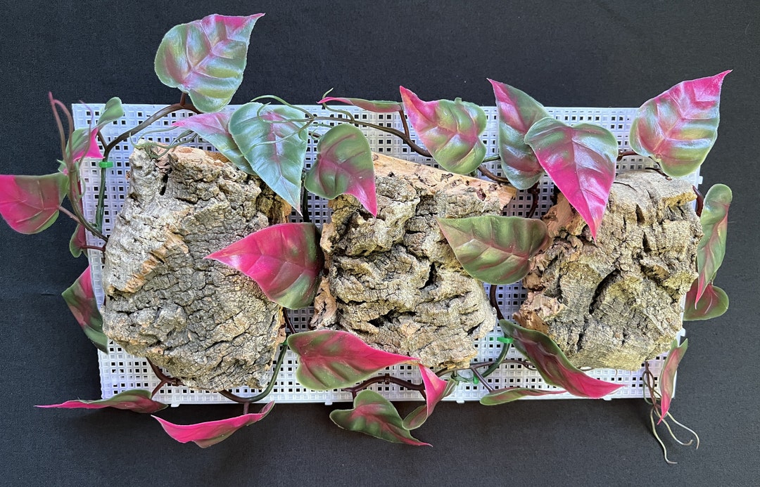 Hermit Crab Cork Bark Climbing Wall Etsy