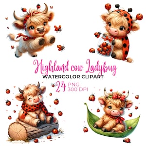 Hochlandkuh Marienkäfer, Hochlandkuh, Hochlandkuh, Hochlandkuh, Hochlandkuh, Hochlandkuh, kommerzielle Nutzung