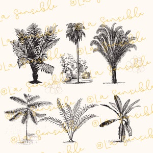 May include: Black and white line art illustration of various tropical plants, including palm trees, ferns, and banana trees. The illustration is on a white background.