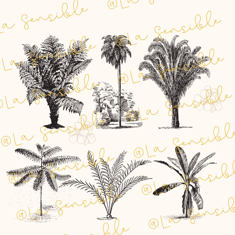 May include: Black and white line art illustration of various tropical plants, including palm trees, ferns, and banana trees. The illustration is on a white background.