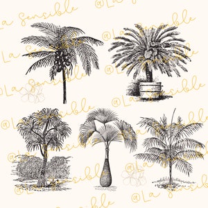 May include: A collection of five black and white illustrations of different types of palm trees. The illustrations are in a vintage style and are set against a white background.