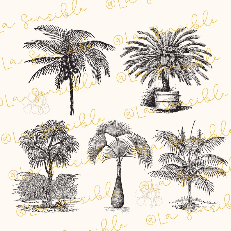 May include: A collection of five black and white illustrations of different types of palm trees. The illustrations are in a vintage style and are set against a white background.