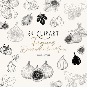 Fig Clipart/Fig Line Clipart/Autumn Fruit Clipart/SVG Fig Line Art/Hand Drawn Figs/Minimalist Figs PNG/Fig Line Art