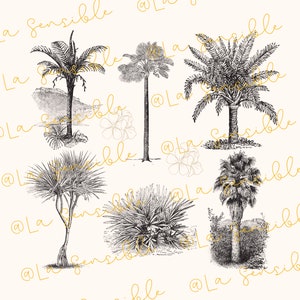 May include: Black and white line art illustration of various palm trees and other tropical plants. The image is a vintage style illustration.