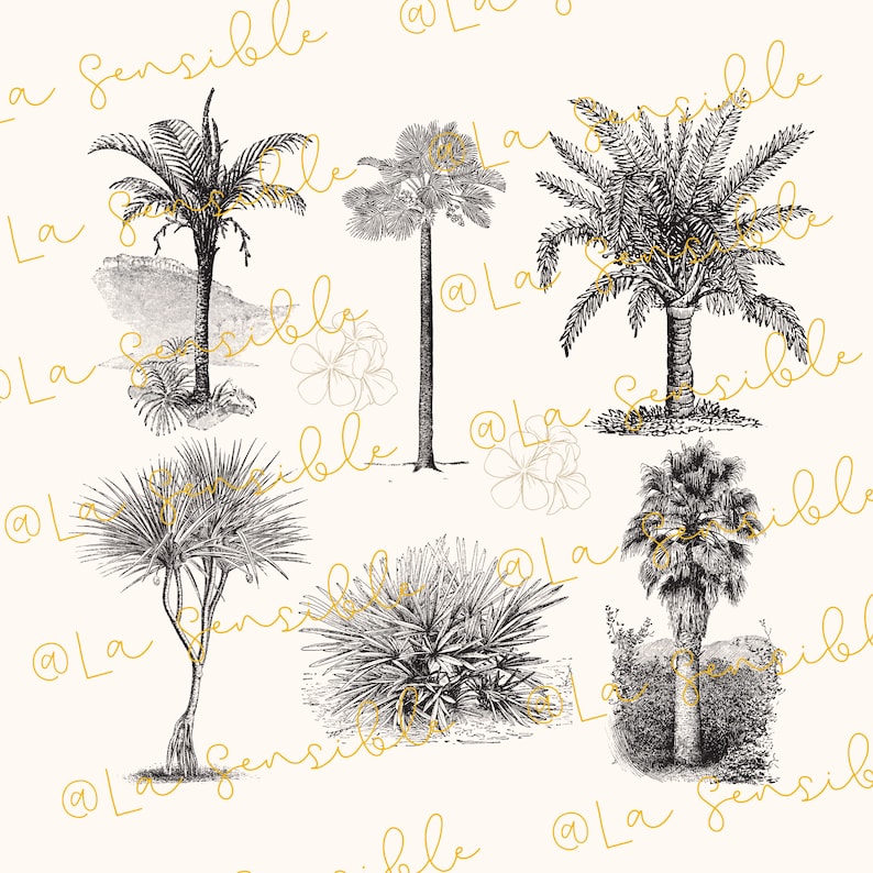 May include: Black and white line art illustration of various palm trees and other tropical plants. The image is a vintage style illustration.