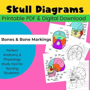 Skull Anatomy PDF Printable Worksheet, Intro to Anatomy Printable PDF Worksheet, Skeletal System Worksheet