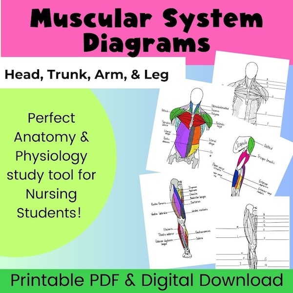 Muscle Anatomy PDF Printable Worksheet, Intro to Anatomy Printable PDF Worksheet, Muscular System Worksheet