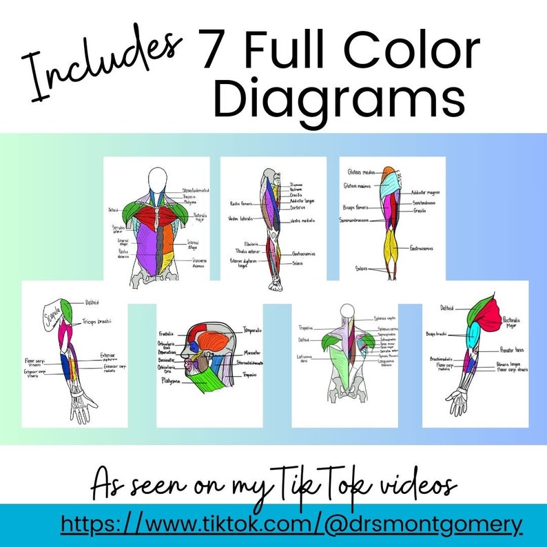 Muscle Anatomy PDF Printable Worksheet, Intro to Anatomy Printable PDF ...