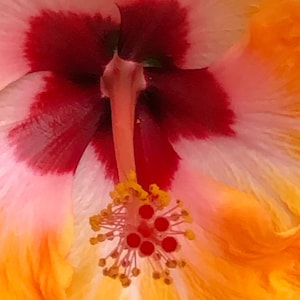 Orange Hibiscus Flower Photo Digital Download | Flower Wall Art |  Tropical Flower Image  | Flower Photo | Wall Art | Gifts for Her