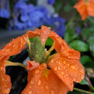 Orange Crossandra  Flower Photo Digital Download | Flower Wall Art | Orange Flower |Orange Floral Photo | Flower Photo | Wall Decor