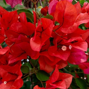 Red Bougainvillea Flower Photo Digital Download | Flower Wall Art | Red Flower Image | Flower Photo | Wall Art