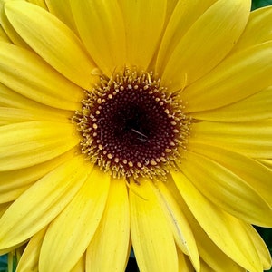 Yellow Daisy Flower Photo Digital Download | Flower Wall Art | Yellow Flower | Yellow Floral Photo | Macro Photography | Wall Art Decor