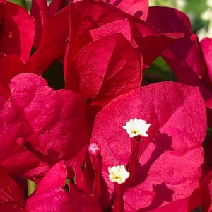 Red Bougainvillea Flower Photo, Floral Photo,  Bougainvillea Flower Image, Flower Digital Download, Tropical Flower Photo, Flower Pictures