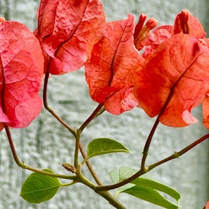 Vibrant Orange Flower Photo Digital Download | Flower Wall Art |Floral | Orange Floral Photo | Flower Photo | Wall Art | Bougainvillea