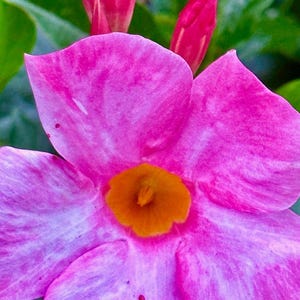 Pink Flower Photo, Flower Image,  PHOTO DIGITAL DOWNLOAD | Flower Wall Art | Pink Flower | Pretty Pink Image | Flower Photo | Wall Art