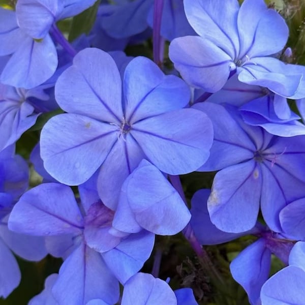 Blue Plumbago Flower Photo, Blue Flower Image/Picture, Floral Photo, Plumbago Flower print, Flower digital download, Flower photography
