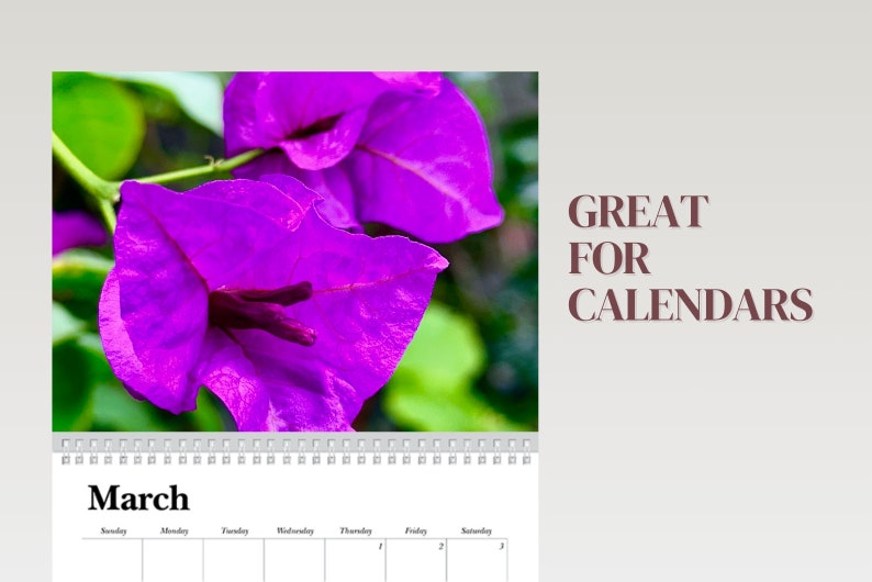 Purple Bougainvillea, Purple Queen Flower Digital Download, Tropical