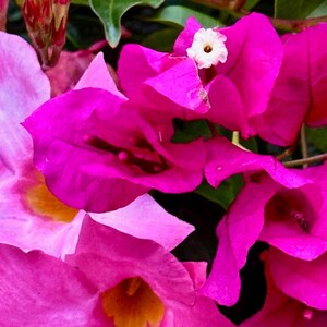 Pink Flower Photo, Flower Image,  PHOTO DIGITAL DOWNLOAD | Flower Wall Art | Pink Flower | Pretty Pink Image | Flower Photo | Wall Art