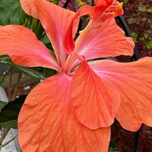 Orange Flower Photo Digital Download | Flower Wall Art | Orange Floral |  Orange Floral Photo | Flower Photo | Wall Art |  Gift Idea