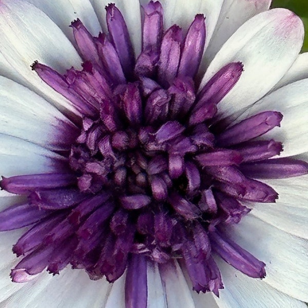 Purple Cornflower Flower Photo, Floral Photo, Cornflower Flower Print/Image, Flower Digital Download, Flower Photography, Bachelor's Button