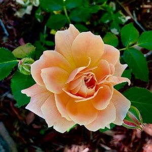 Orange Rose Flower Photo Digital Download | Flower Wall Art | Orange Floral |Orange Floral Photo | Flower Photo | Wall Art | Gifts for Her