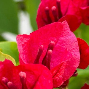 Red Bougainvillea Flower Photo Digital Download | Flower Wall Art | Red Floral |Red Floral Photo | Flower Photo | Wall Art