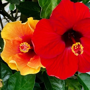 Red Hibiscus Flower Photo Digital Download | Flower Wall Art | Tropical Flower Image | Flower Photo | Wall Art