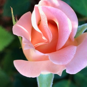 Pink Rose Flower Photo Digital Download | Flower Wall Art | Pink Floral |Pink Floral Photo | Flower Photo | Wall Art |  Valentines Gift Idea