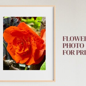 Vivid Orange Begonia Flower Photo,Orange Floral Photo/Image, Orange Begonia Flower Print, Flower Digital Download, Flower Photography