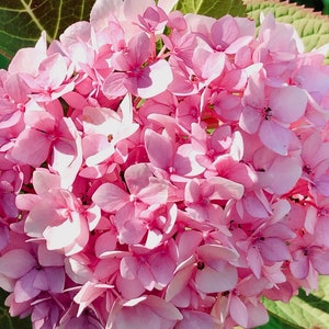 May include: A close-up of a pink hydrangea flower in bloom. The flower is in focus, and the background is blurred.