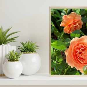 Orange Flower Photo Digital Download | Flower Wall Art | Orange Floral |  Orange Floral Photo | Flower Photo | Wall Art |  Orange Rose