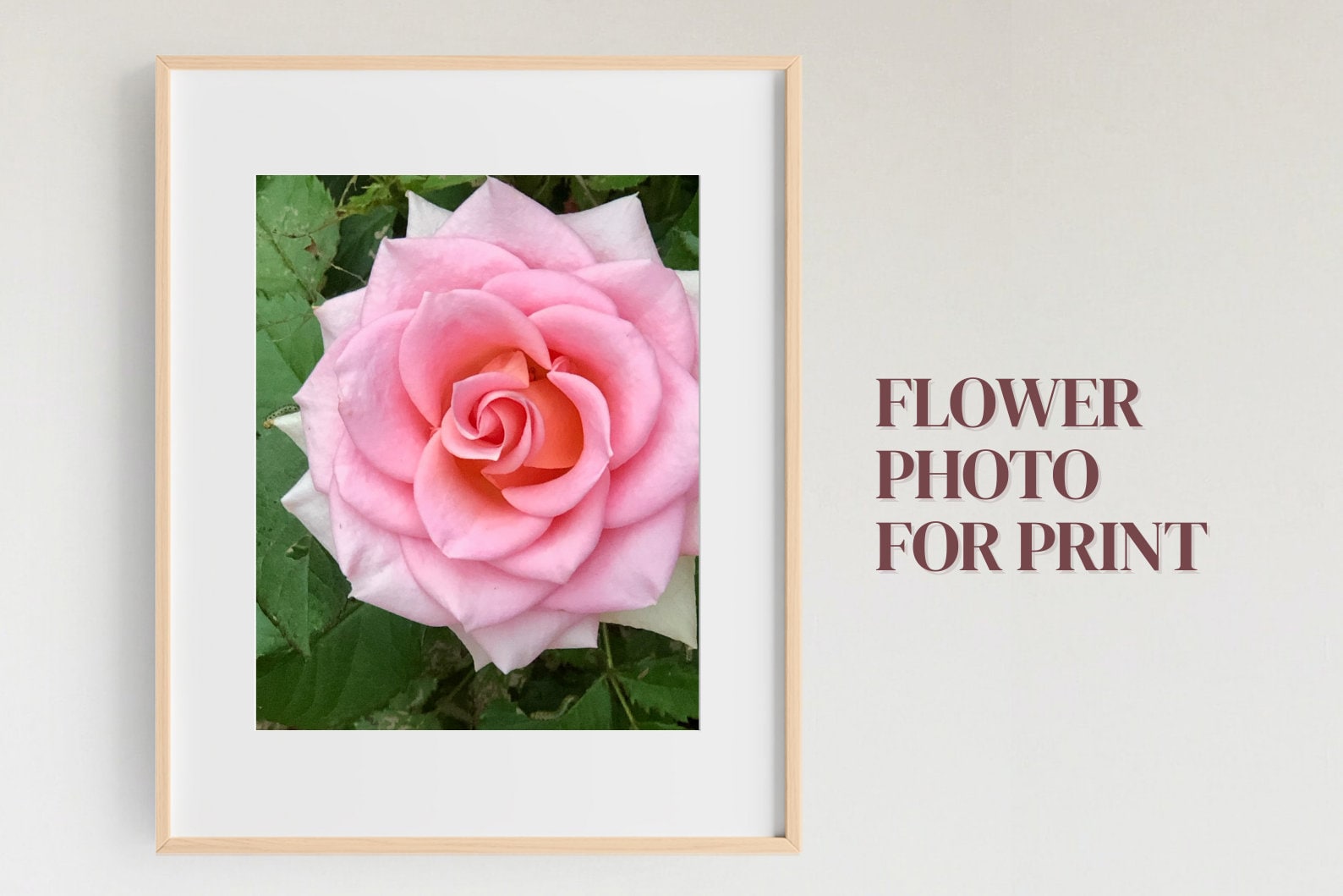 Pink Rose Flower Photo, Floral Garden Print (digital Download) - Etsy