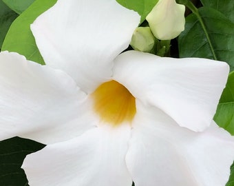 White Mandevilla Flower Photo, Tropical Floral Print (Digital Download)