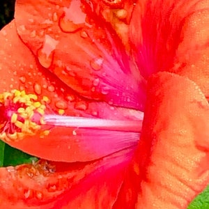 Orange Hibiscus Flower Photo Digital Download | Flower Wall Art | Orange Floral |  Orange Floral Photo | Flower Photo | Wall Art |  Gift