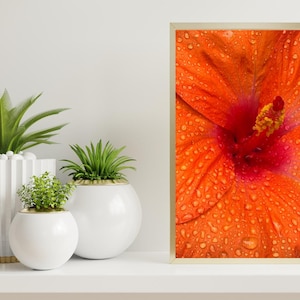 Orange Flower Photo Digital Download | Hibiscus Photo | Orange Floral |  Orange Floral Photo | Flower Photo | Wall Art