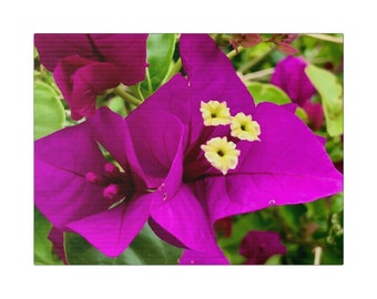 Matte Canvas, Stretched, 0.75", Tropical Flower on Canvas, Purple Flower on Canvas, Bougainvillea on Canvas