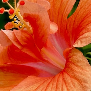Orange Hibiscus Flower Photo Digital Download | Flower Wall Art | Orange Floral |  Orange Floral Photo | Flower Photo | Wall Art |  Gift